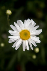 Obraz premium very elegant common daisies in the garden with bokeh backgrounds