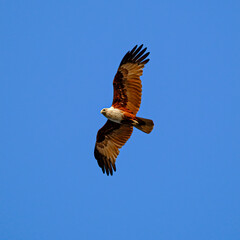 Osprey in flight on blue sky. Bird of prey with wings fully ,egle on the sky