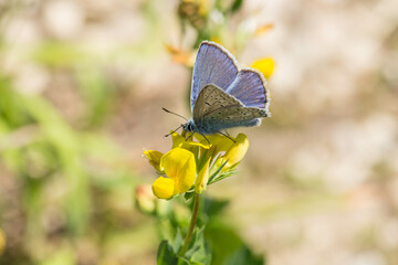 blauer Schmetterling auf gelber Blüte