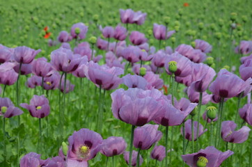 Fototapeta premium poppy field in bavaria, lilac poppies