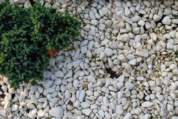 Top view on a garden small tree with white stones. Garden decoration.
