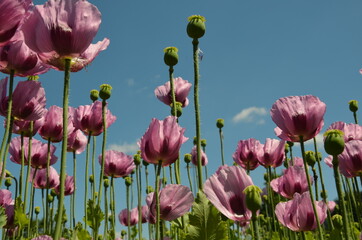 Fototapeta premium poppy field in bavaria, lilac poppies