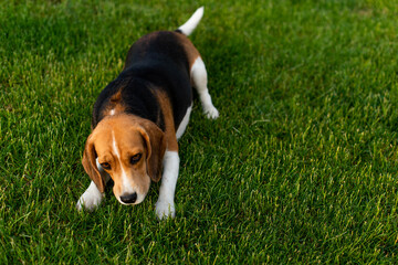 Playful beagle dog lying on the green grass outdoor