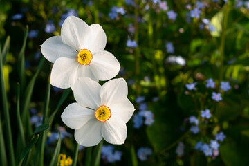 Two narcissus flowers blooming with blue forget-me-not flowers on the background in the garden.