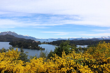 Naklejka na ściany i meble Yellow retama flower in patagonia, view from punto panoramico in bariloche, nature in argentinan spring, panorama landscape with a lake, forest and mountains