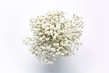 Beautiful gypsophila flowers on white background