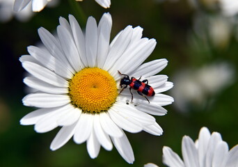 Fototapeta premium Rot-schwarzer Bockkäfer auf Margaritte