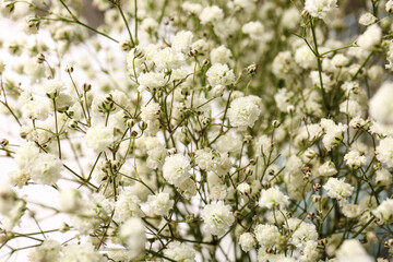 Beautiful gypsophila flowers on white background, closeup