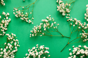 Beautiful gypsophila flowers on color background