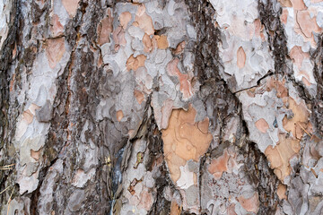 Picturesque bark of forest trees.
