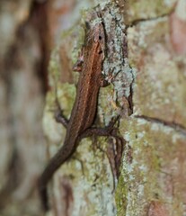 lizard on a tree