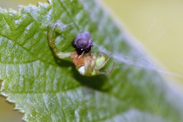 spider on a leaf