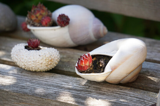 Sukkulenten in Muschel und Seeigel, Pflanzen f&uuml;r den Steingarten, Kakteen und Zimmerpflanzen, succulents in shell