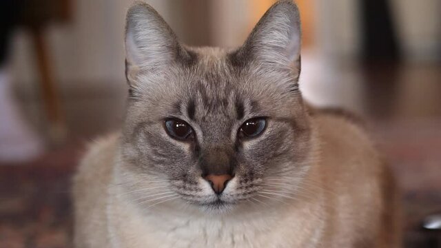Portrait of pretty lightgrey cat looking into camera