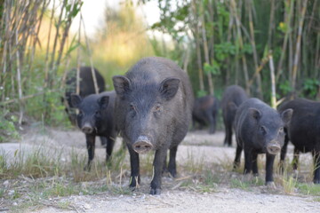 Wildschweine in Spanien
