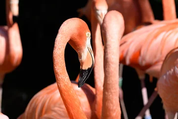 Fotobehang wunderschöne Portraits von Flamingos © R+R