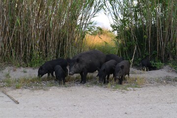Eine Rotte Wildschweine in Spanien
