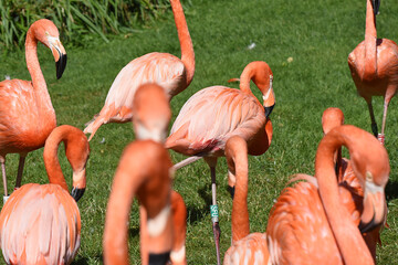 wunderschöne Portraits von Flamingos