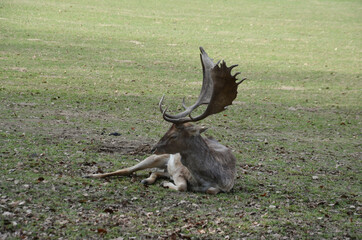 deer with beautiful antlers