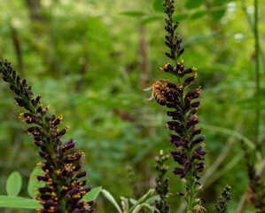 Honey bee on Amorpha fruticosa flower. Close-up.