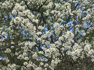 cherry tree blooms luxuriantly with white flowers in the spring in the garden