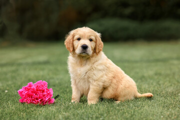 puppy dog golden retriever sits with a rose flower on the path. dog in summer