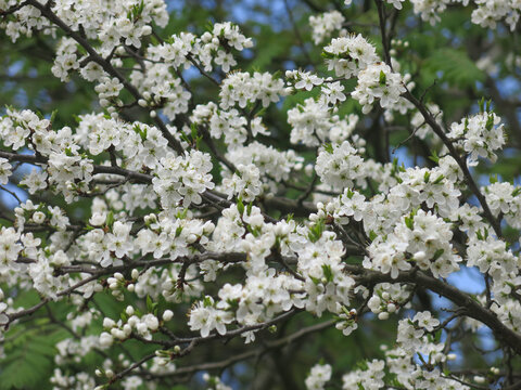 cherry tree blooms luxuriantly with white flowers in the spring in the garden