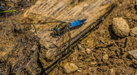 Black-Tailed Skimmer  Orthetrum cancellatum (Male)