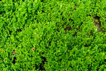 Obraz premium Blaubeere Sträucher im bayerischen Wald im Detail