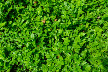 Obraz premium Blaubeere Sträucher im bayerischen Wald im Detail