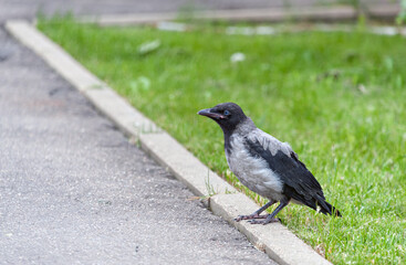 Baby crow
