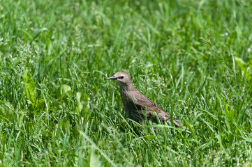 Bird in the grass