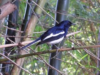 MAGPIE ROBIN BIRD 