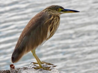 heron - INDIAN POND HERON 