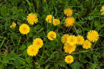 Obraz premium Yellow dandelions on the grass