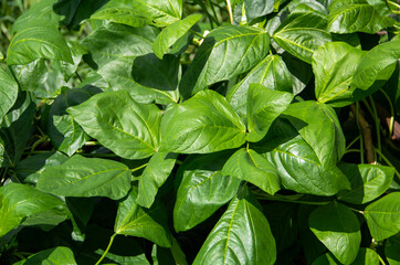 Small trees grow from cultivation. bean leaves in the garden