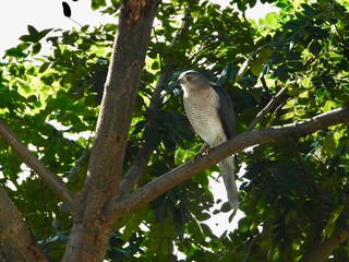 bird on a tree - SHIKRA 