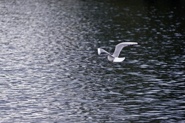 Flying Gull