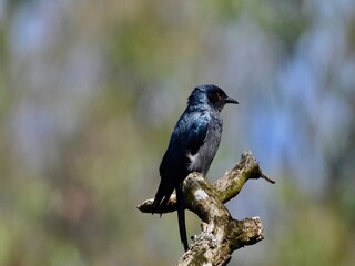 blackbird on a branch - BLACK DRANGO 