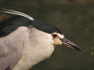 crowned night heron