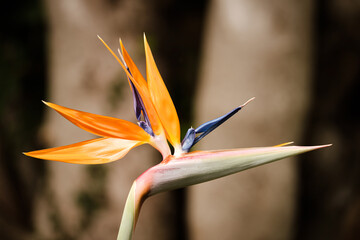 Fototapeta na wymiar Bird of Paradise flower in full bloom