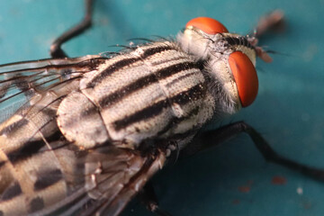 CLOSE UP DETAILS OF FLY 
FLY MACRO PHOTOGRAPHY