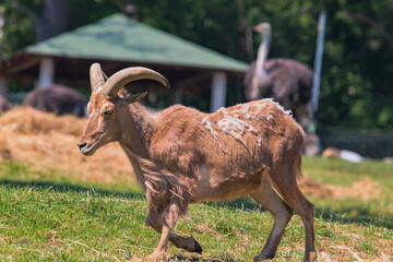 goat on the farm