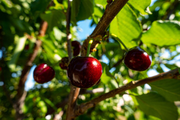 cherry on cherry tree with leaf