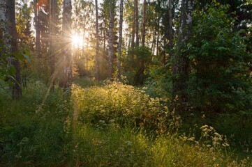 Sun in the forest
