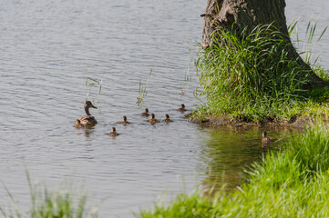 A family of ducks swim in a pond near the shore