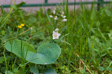 A flower bloomed on the lawn