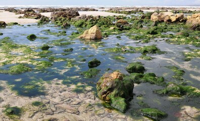 les algues vertes sur les côtes Bretonnes en Finistère Cornouaille France