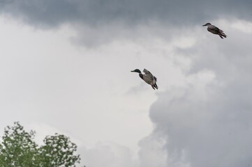 Ducks take off vertically