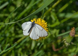 White butterfly on a yellow flower